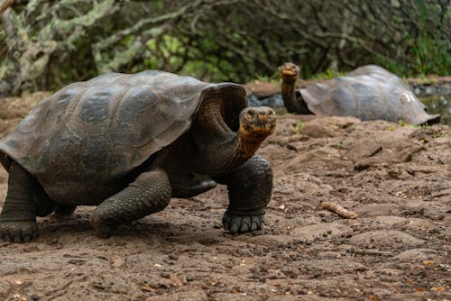 Imagine de stoc gratuită din broască țestoasă, fotografie cu animale sălbatice, fotografie de animale