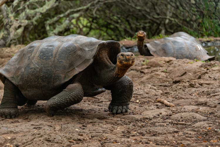 Tortoise In Nature