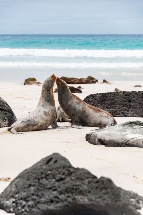 Free Sea lions interact on a sunlit beach, surrounded by rocks and ocean waves. Stock Photo