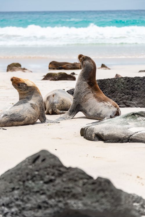 Free Seals lounging on a sandy beach along a rocky coastline with ocean waves in the background. Stock Photo