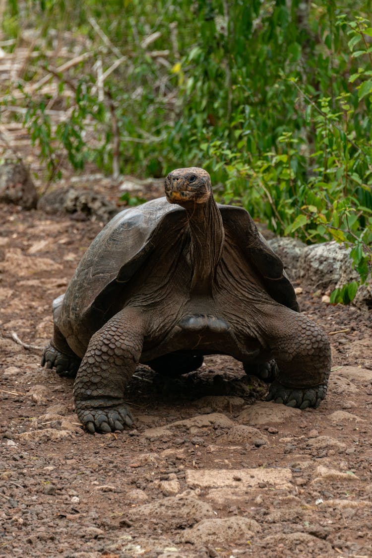 Tortoise In Nature