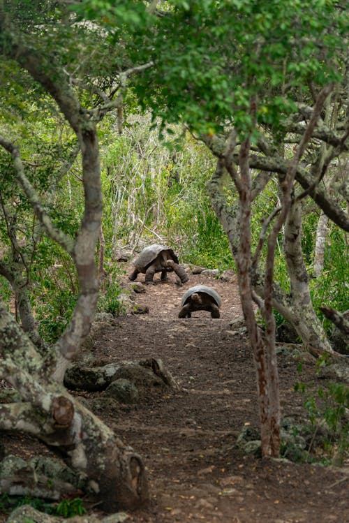 Tortoises on Footpath in Forest