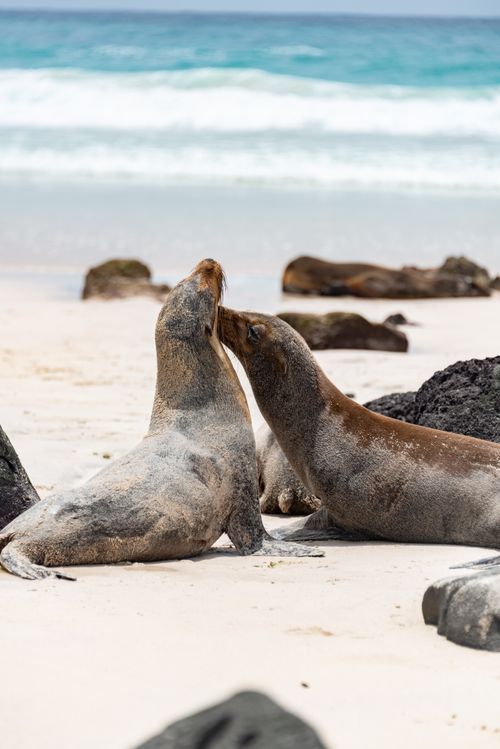 Free Two sea lions interacting on a sandy beach with ocean waves in the background. Stock Photo