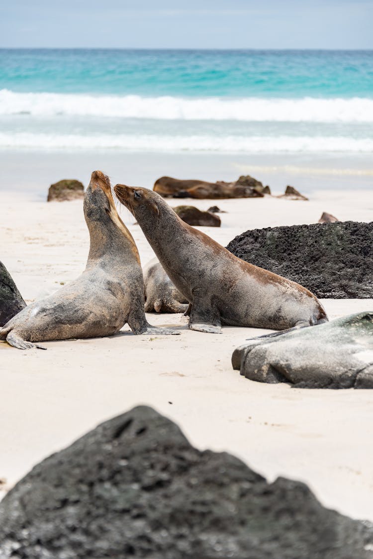 Seals At Beach