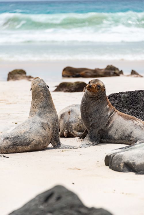 Free A group of seals basking on a sandy beach with ocean waves in the background, showcasing natural wildlife. Stock Photo