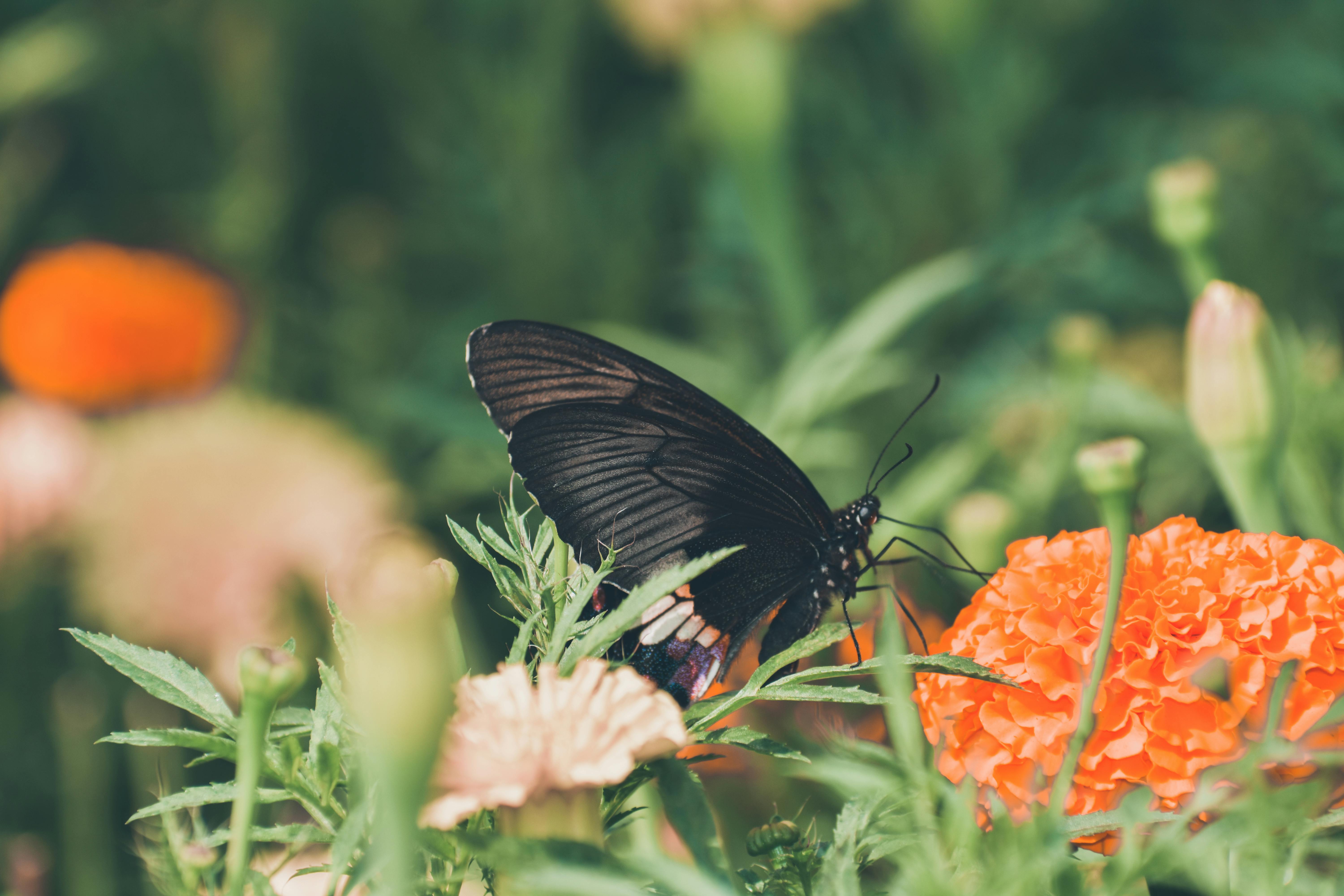 Free stock photo of black butterfly, butterfly, butterfly flower