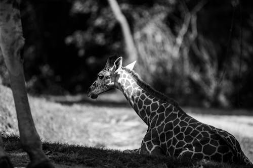 動物攝影, 天性, 野生動物攝影 的 免費圖庫相片