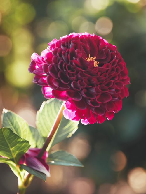 Free Close-up of a blooming magenta dahlia flower with lush green leaves in natural sunlight. Stock Photo