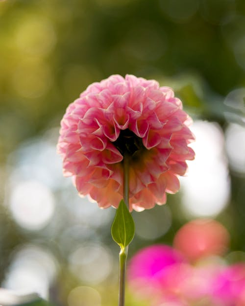 Blooming Pink Dahlia