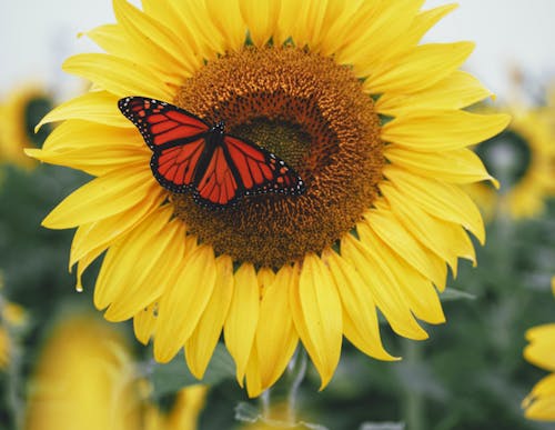 Butterfly on Sunflower