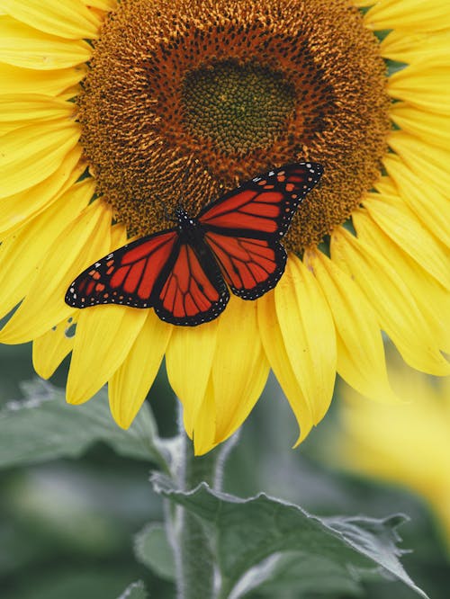 ひまわり, モナーク蝶, 垂直ショットの無料の写真素材