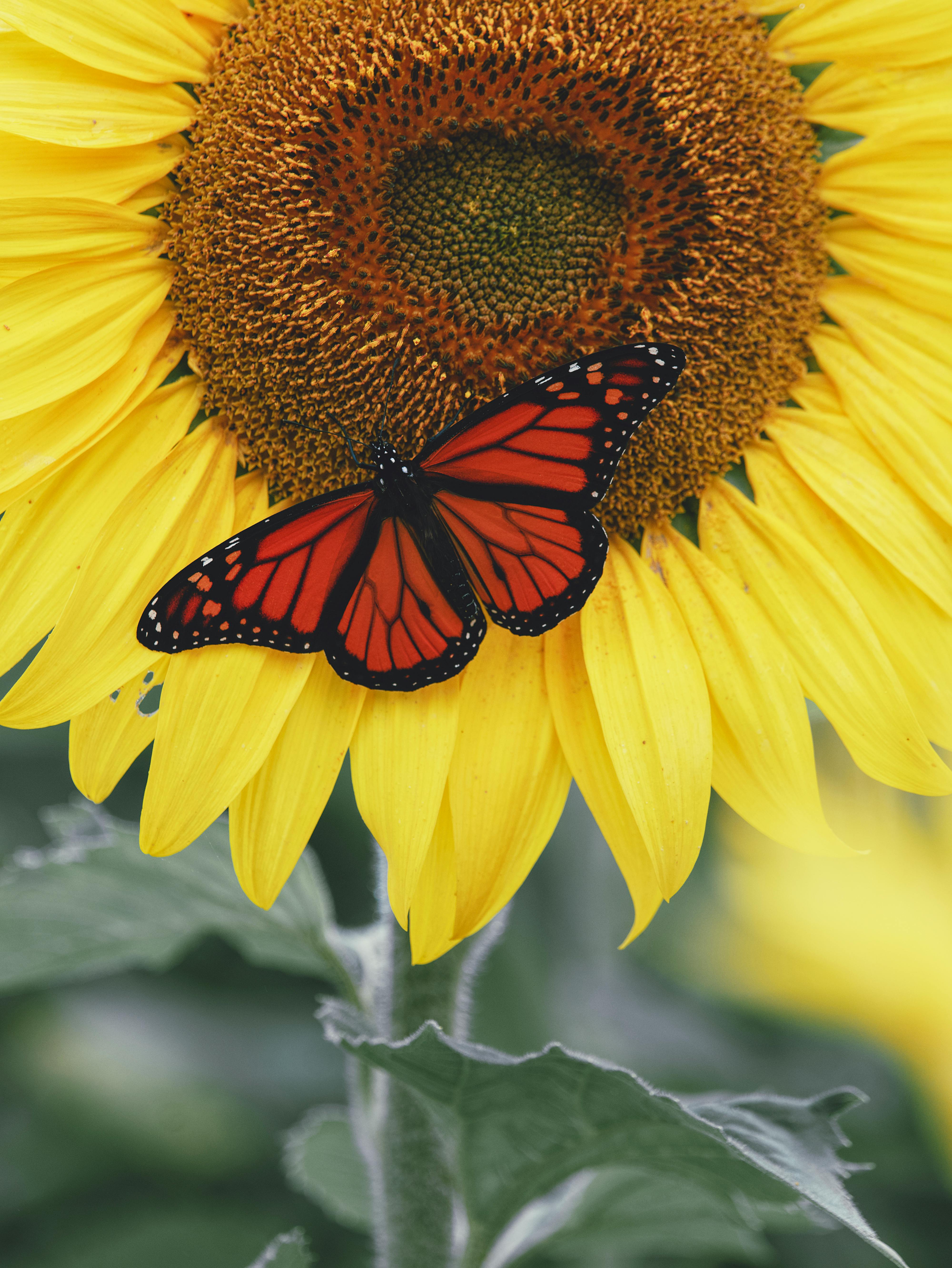 Monarch Butterfly on Sunflower · Free Stock Photo