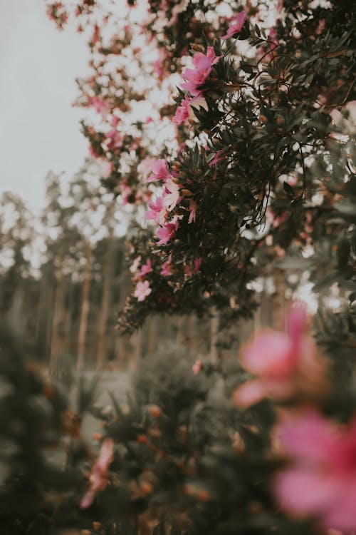 Ilmainen kuvapankkikuva tunnisteilla koristeellinen, kukkiminen, pinkit kukat