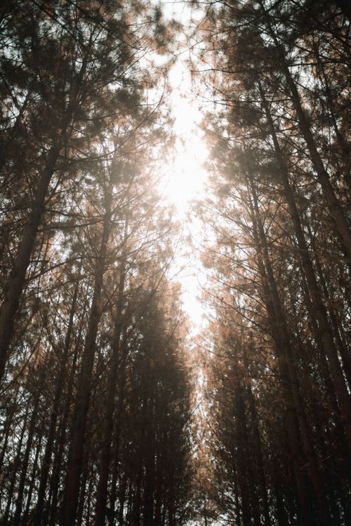 Free Vertical shot capturing sunlight filtering through a dense pine forest, highlighting conifer growth. Stock Photo