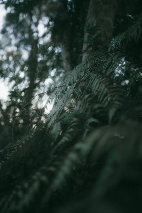 Ferns in Forest