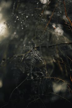Detailed view of dew droplets on coniferous branches with a moody, dark atmosphere.