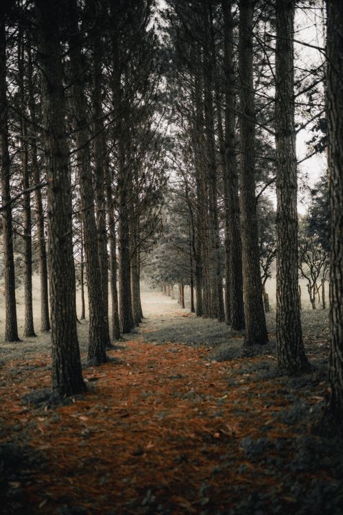 Free Serene view of a pathway through a dense evergreen forest, perfect for nature enthusiasts. Stock Photo