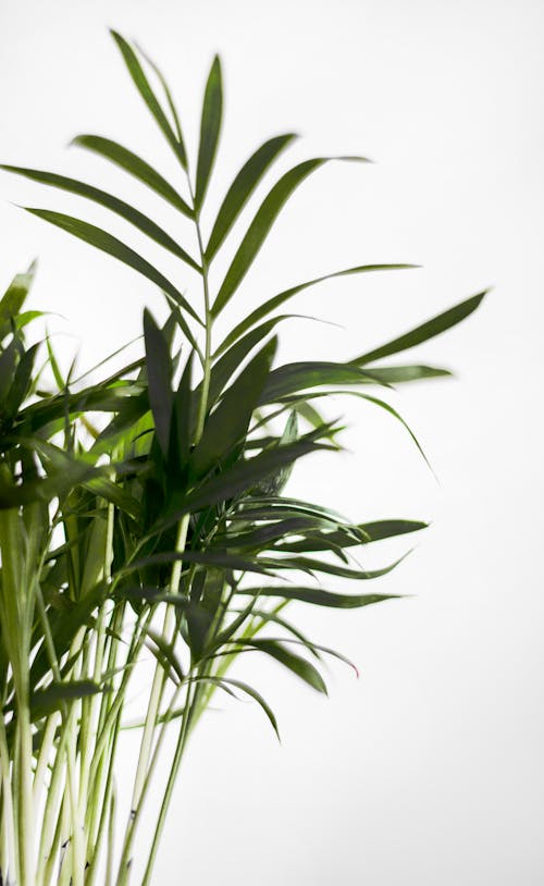 Green Leaf Plant Near White Surface