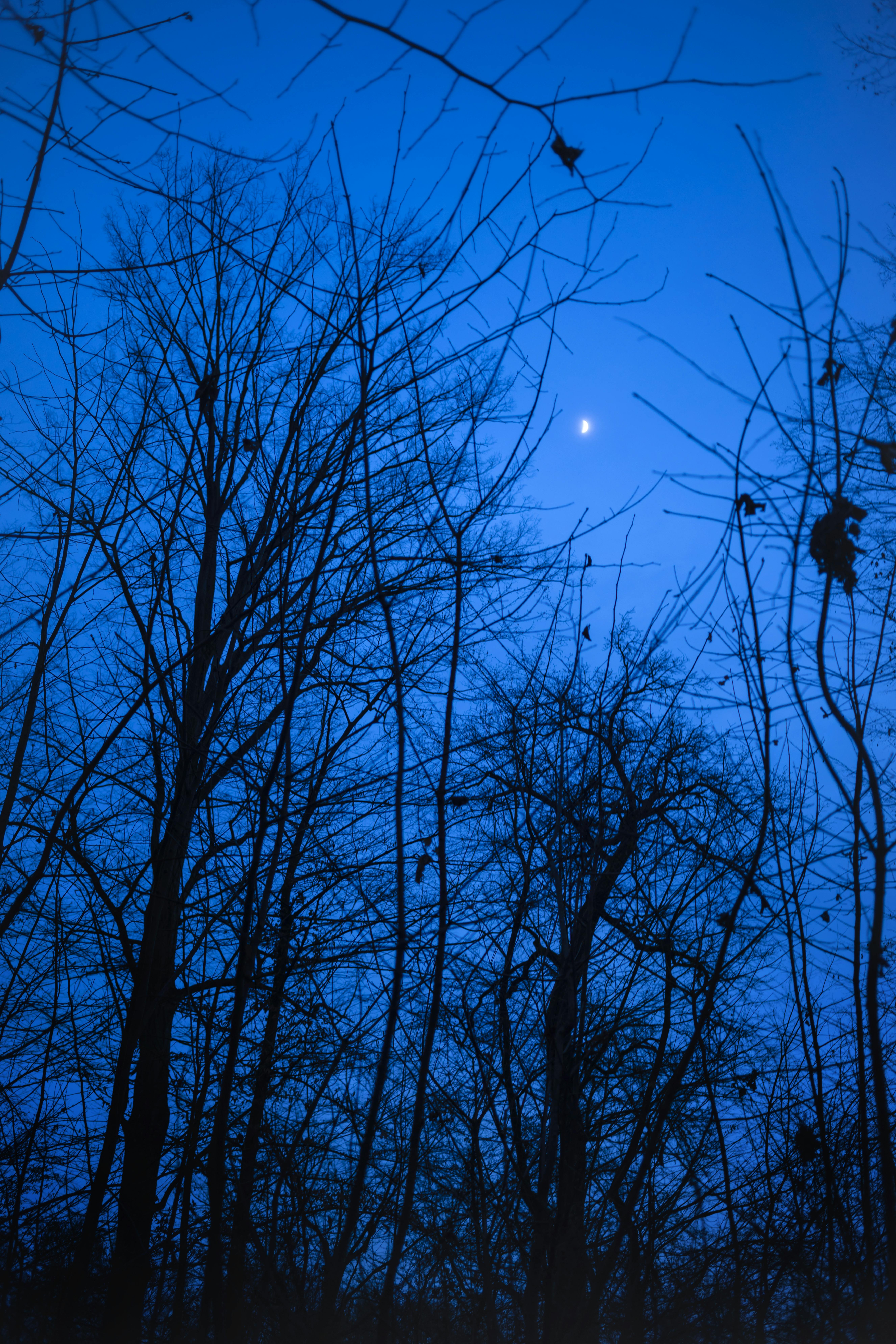 Free stock photo of forest night trees moon moonlight