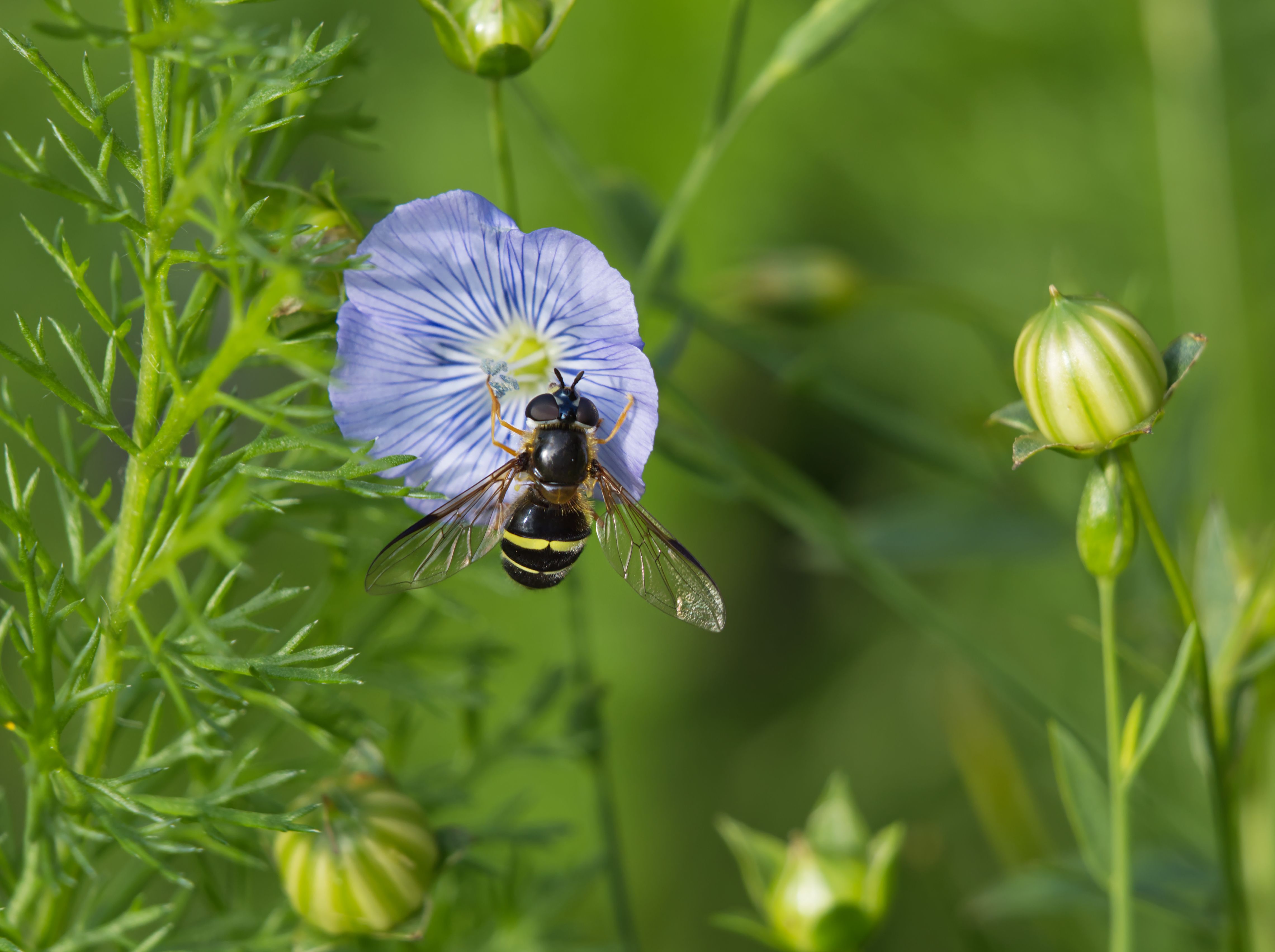 Striped Hoverfly Sitting on a Blue Flower · Free Stock Photo