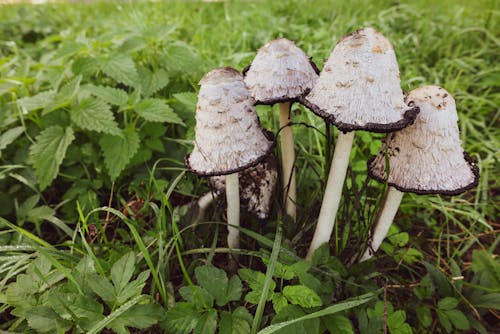 Mushrooms with Gray Caps Growing in Green Grass