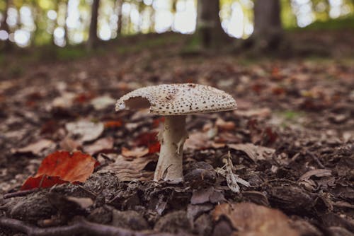 Gray Amanita Mushroom Growing among Fallen Leaves