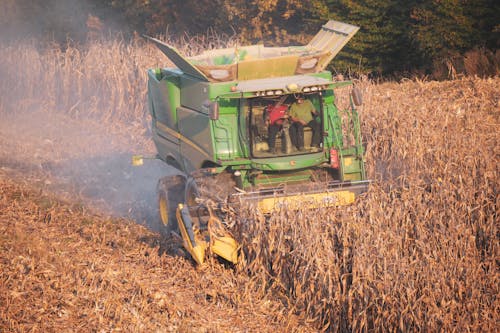 Two Men in a Green Harvester Cutting Corn on a Field