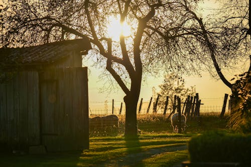 Безкоштовне стокове фото на тему «вівці, Захід сонця, сільська місцевість»