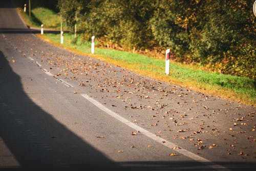 Leaves on Road in Autumn