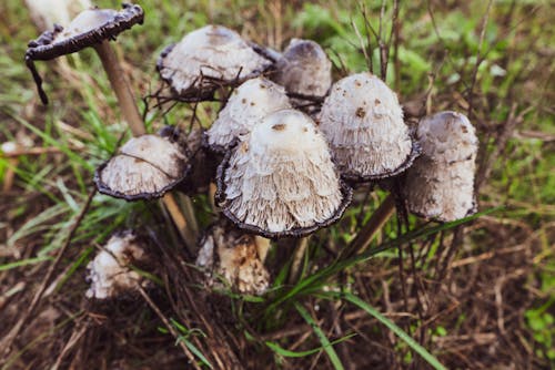 Shaggy Mane Mushrooms Growing in Grass