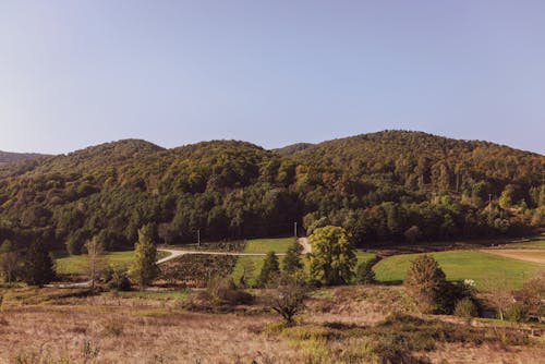 Бесплатное стоковое фото с выращивание, долина, лес