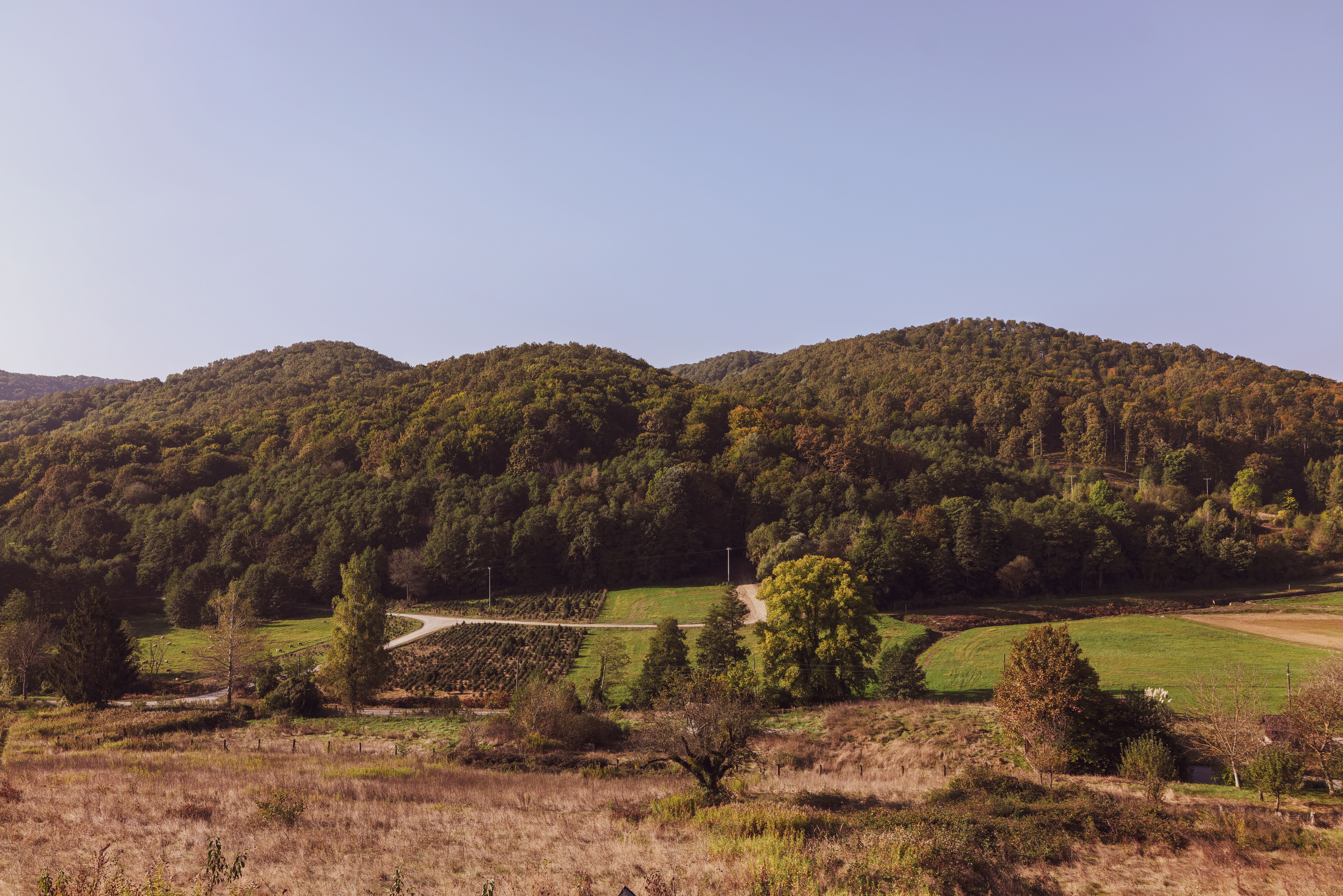 Rural Landscape with Forest Growing on Hills · Free Stock Photo