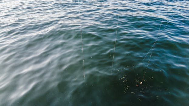 Fishing lines hang over the sea as a school of fish swims near the bait.
