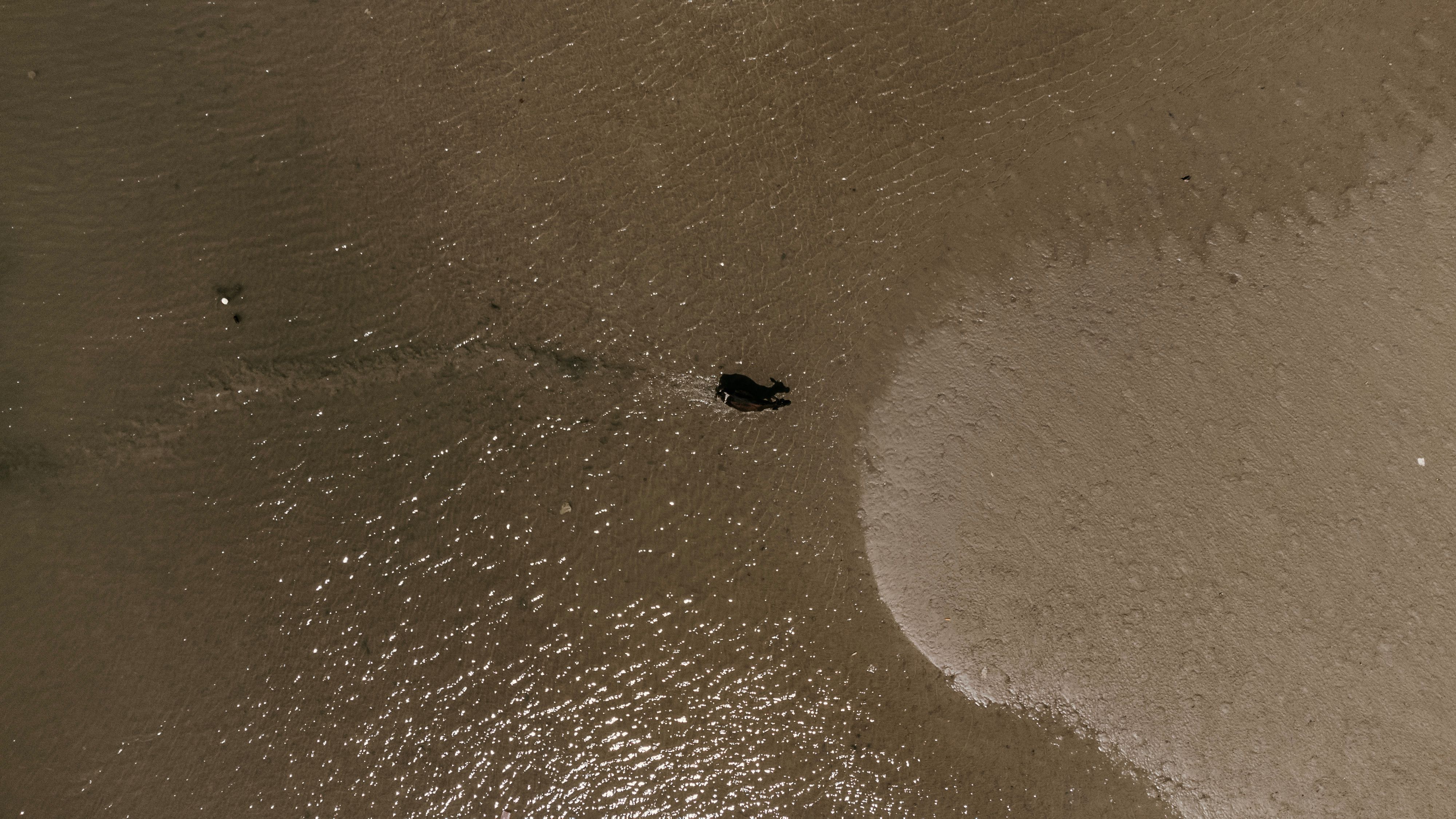 Gigantyczny żarłacz biały blisko plaż w Europie i USA