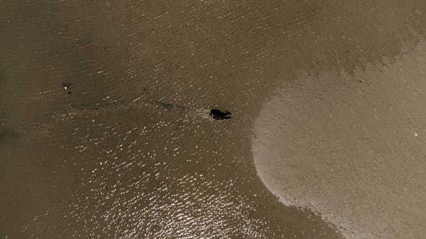 Aerial shot capturing a lone animal on a sunlit sandy beach in Kalpitiya, Sri Lanka.