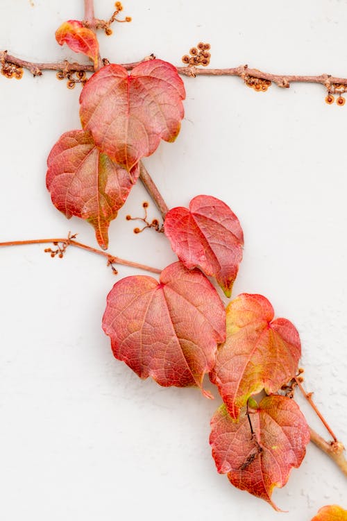 Leaves of Vine in Autumn