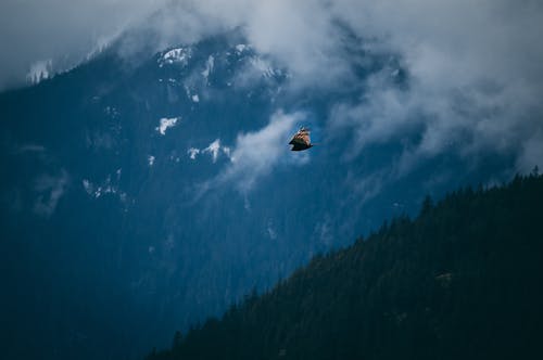 Free stock photo of canada, eagle, eagle flying