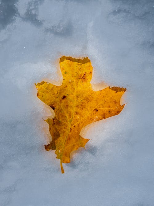 Foto profissional grátis de folha, inverno, neve