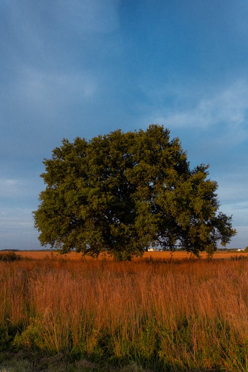 Imagine de stoc gratuită din arbore, câmp, cer albastru