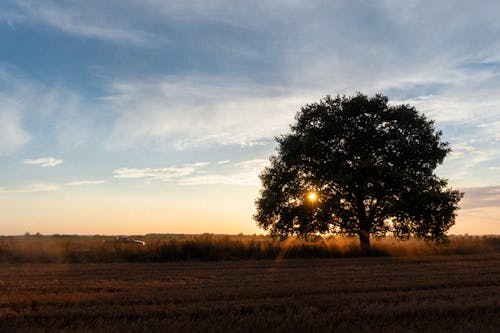 View of a Field and a Tree at Sunset 