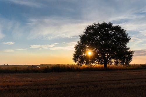 View of a Field and a Tree at Sunset 