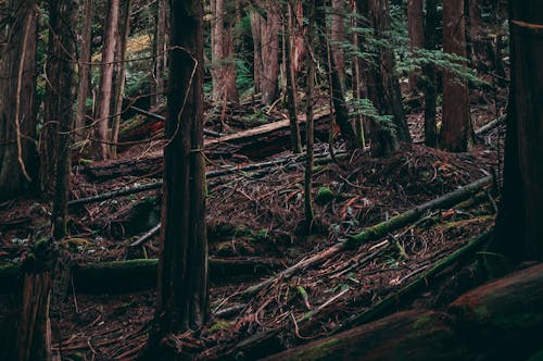 Free stock photo of british columbia, canada, forest