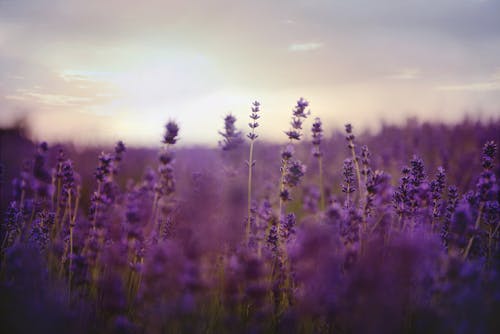 Champ De Fleurs De Lavande En Fleur