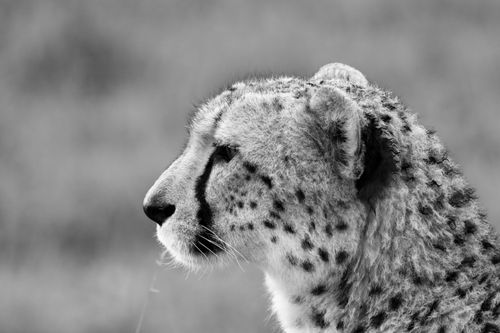 Free A striking black and white portrait of a cheetah in its natural habitat, showcasing its majestic features. Stock Photo