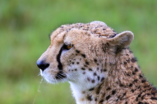 动物耳朵, 動物攝影, 動物的鼻子 的 免费素材图片