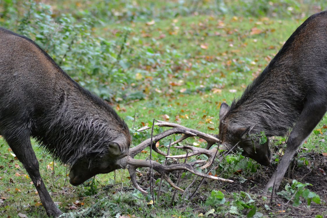Free Two Male Deer Fighting during Daylight Stock Photo