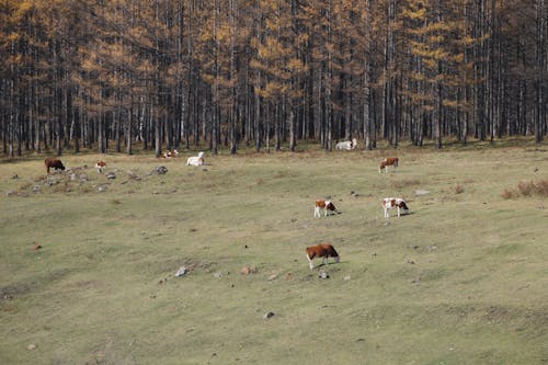 Základová fotografie zdarma na téma hospodářská zvířata, krávy, les