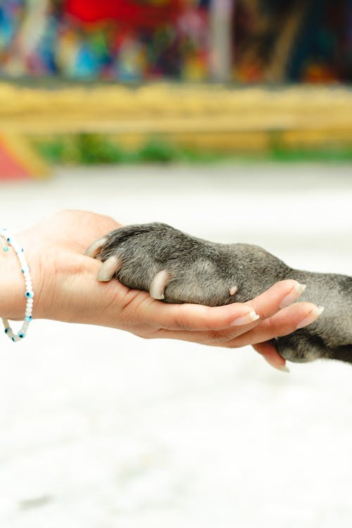 Woman Hand Holding Dog Paw