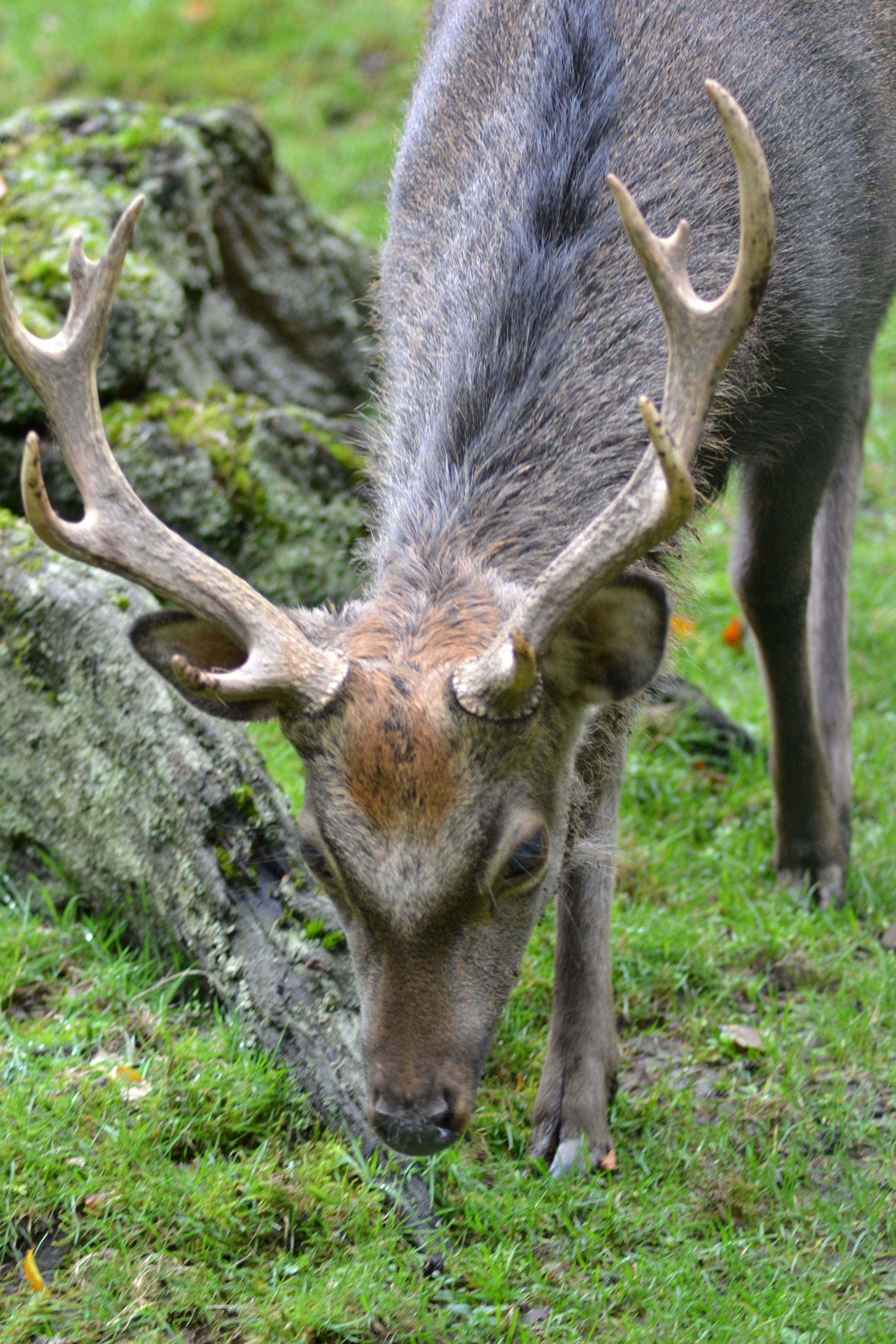 Free stock photo of animal park, antler carrier, antlers