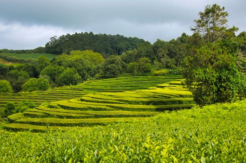 Foto d'estoc gratuïta de agricultura, camp, camps de cultiu